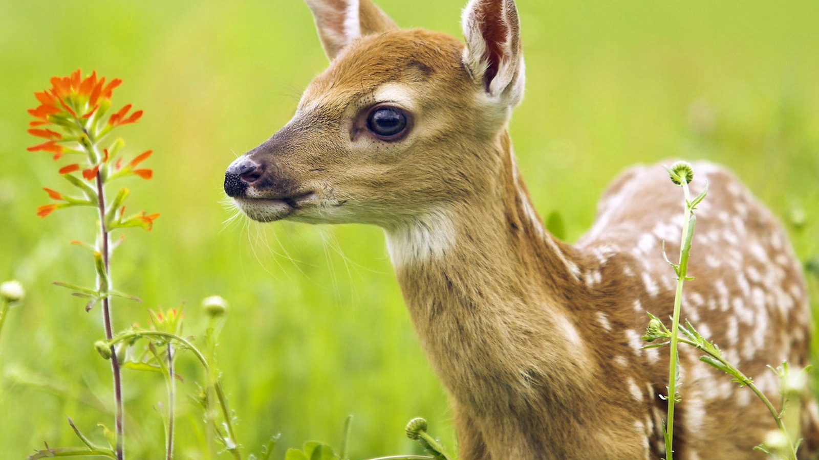 Oлененок среди травы