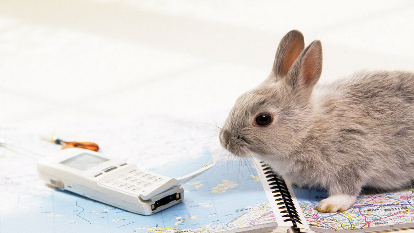 Крольчонок