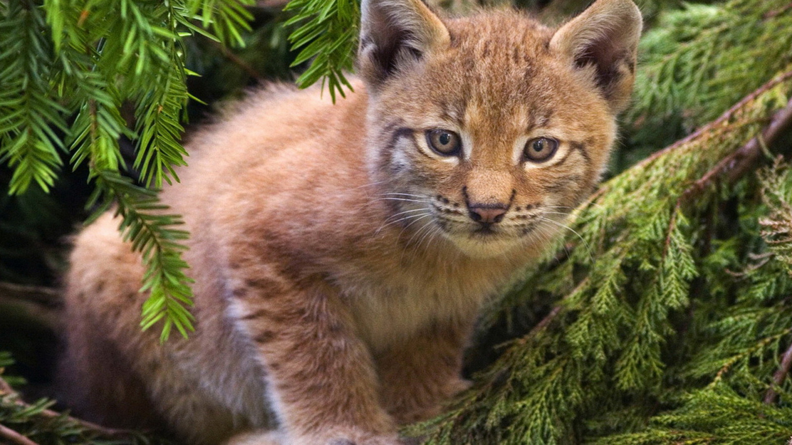 Рысенок на ветке