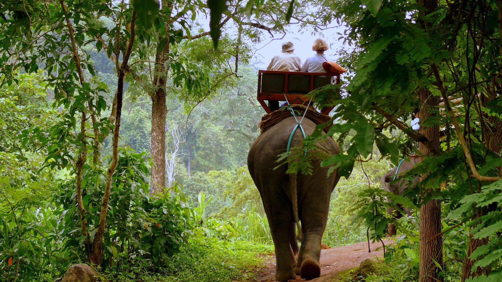 Слон в джунглях