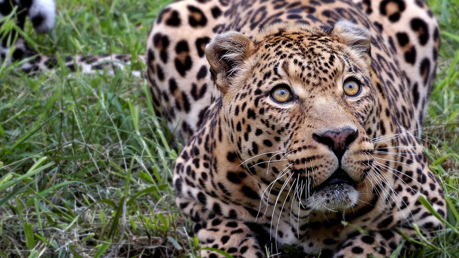 Притаившийся леопард