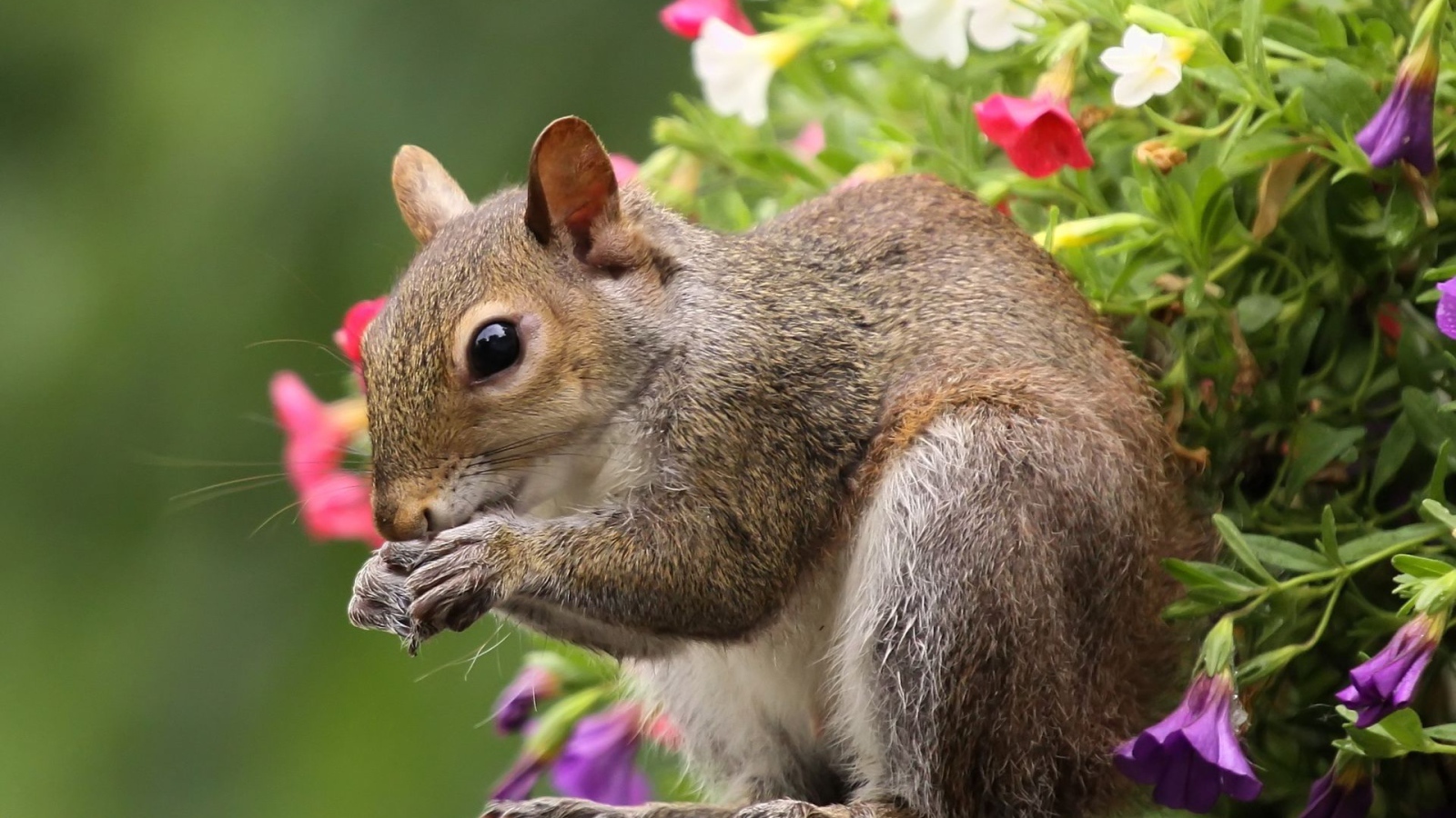 Белка во время трапезы