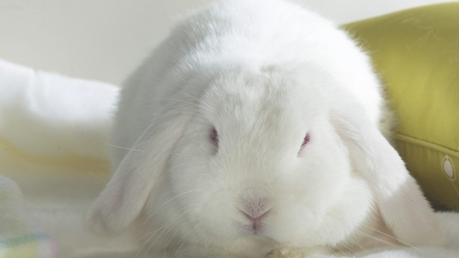 Белый кролик