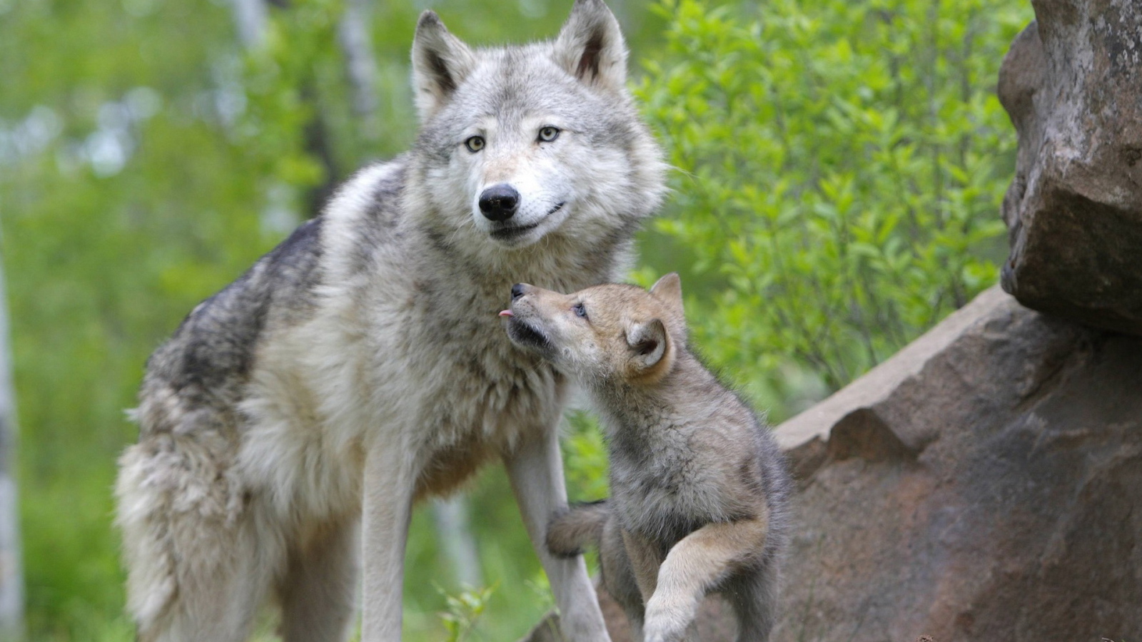 Волчица с волчонком
