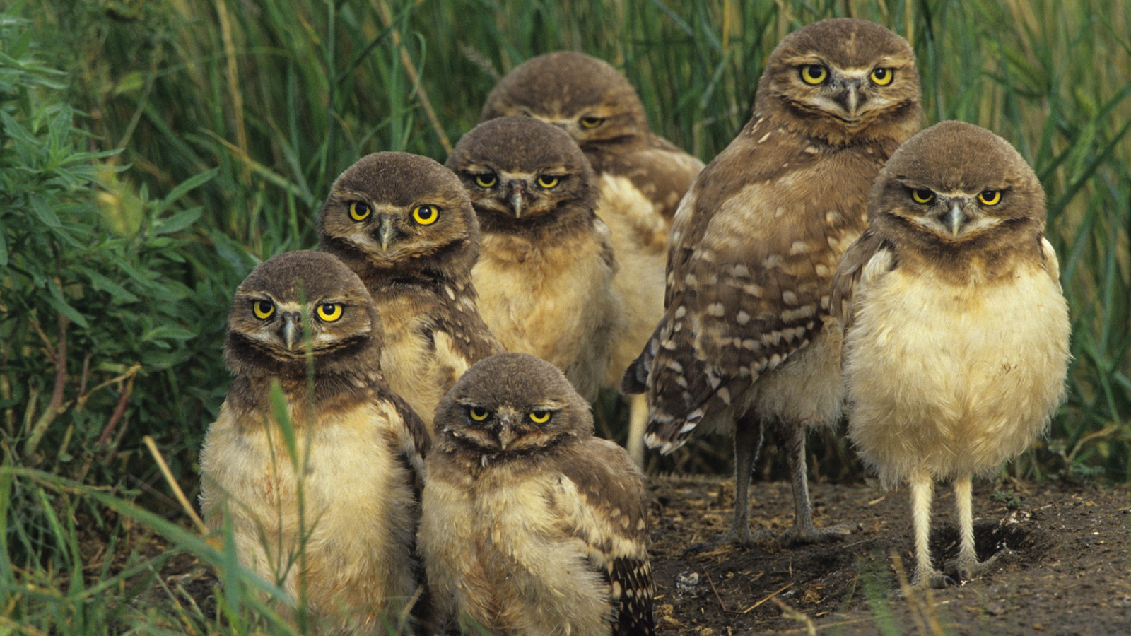 Птичье семейство