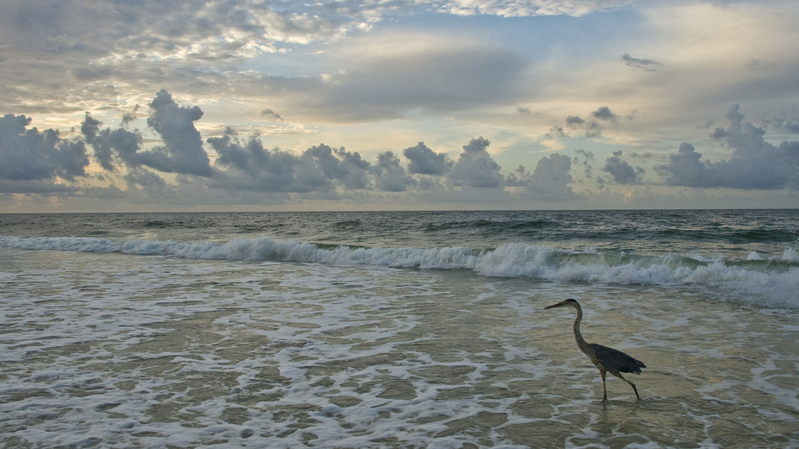 Птица на берегу