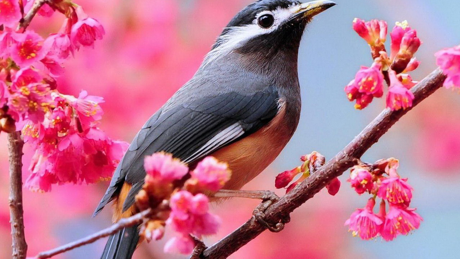 Птичка на ветке