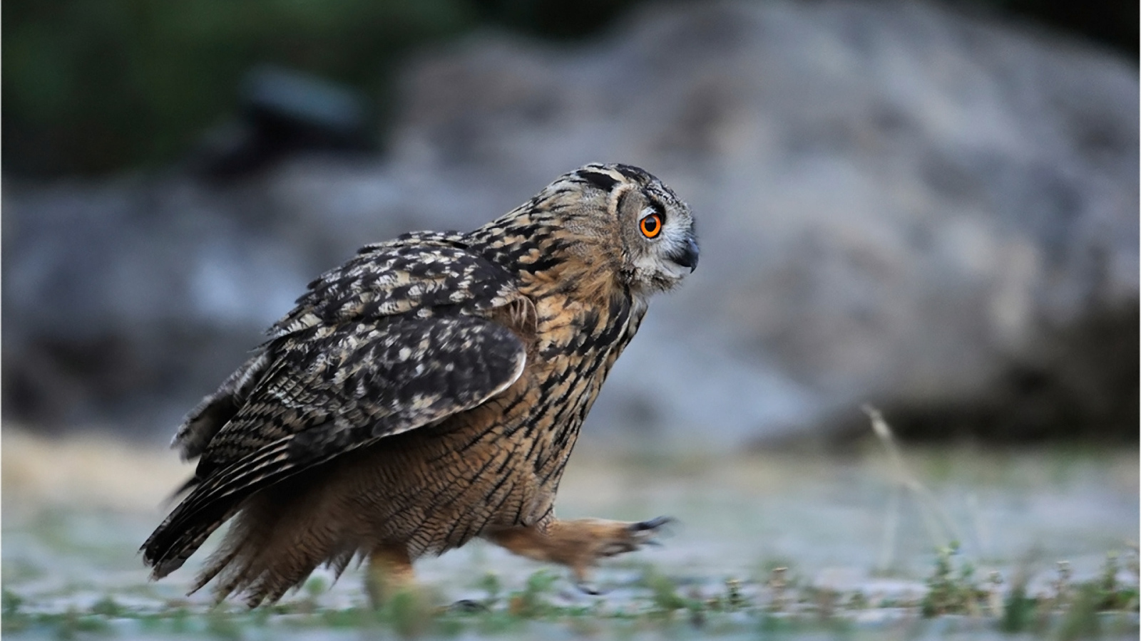 Идущая сова