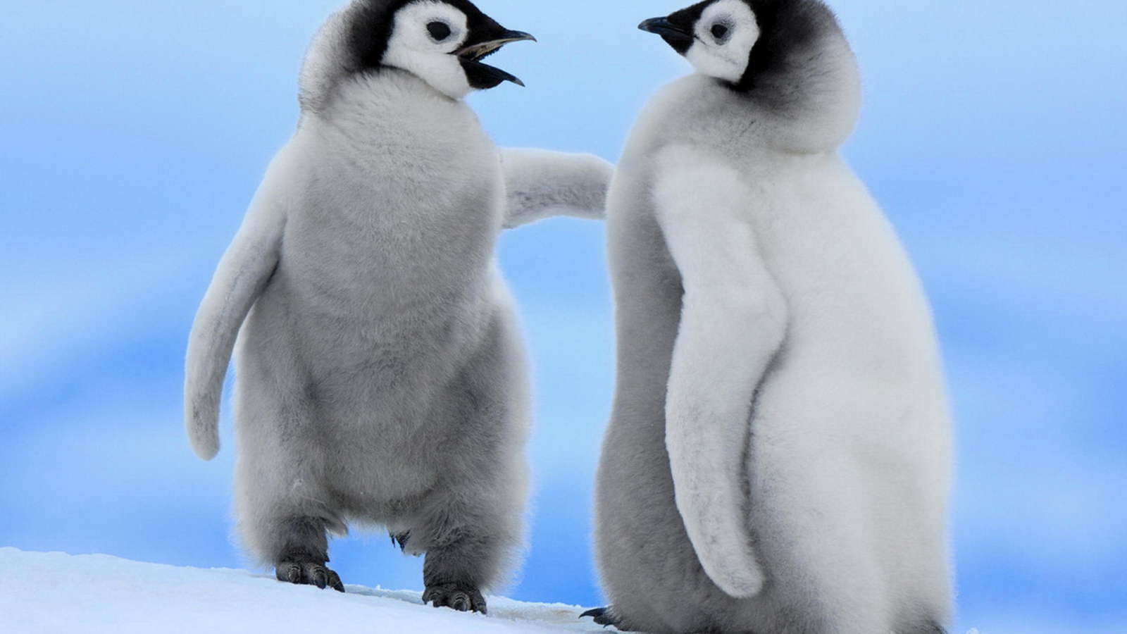 Парочка пингвинчиков