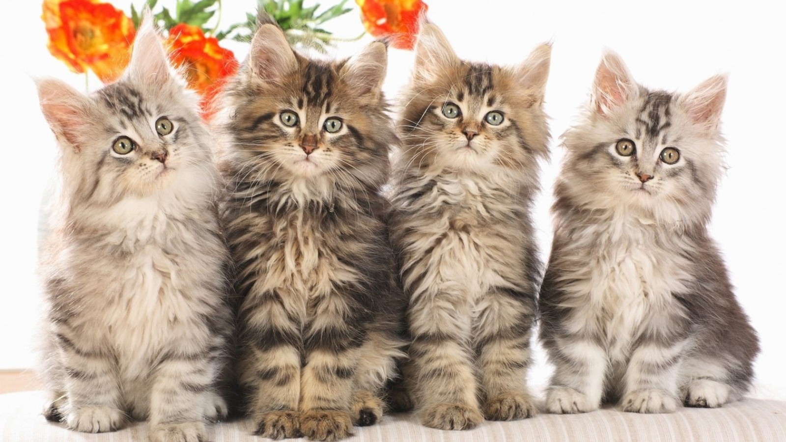 Кошачье семейство