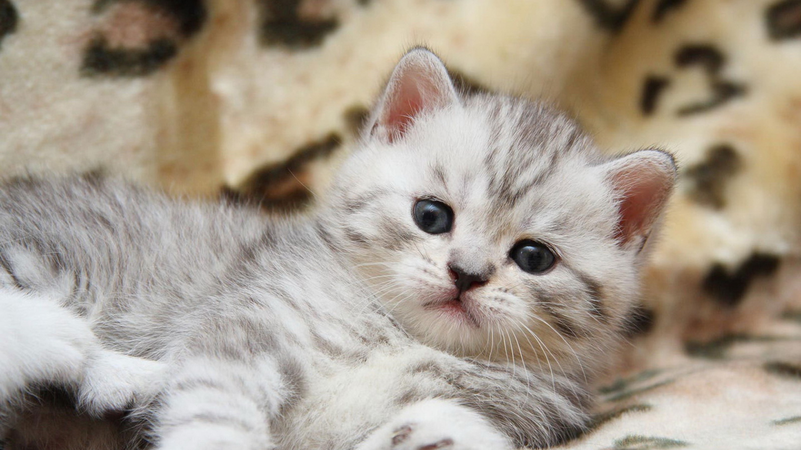 Пушистый котенок