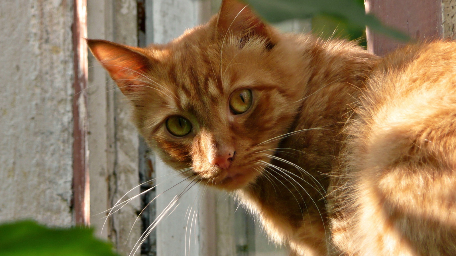 Рыжая кошка
