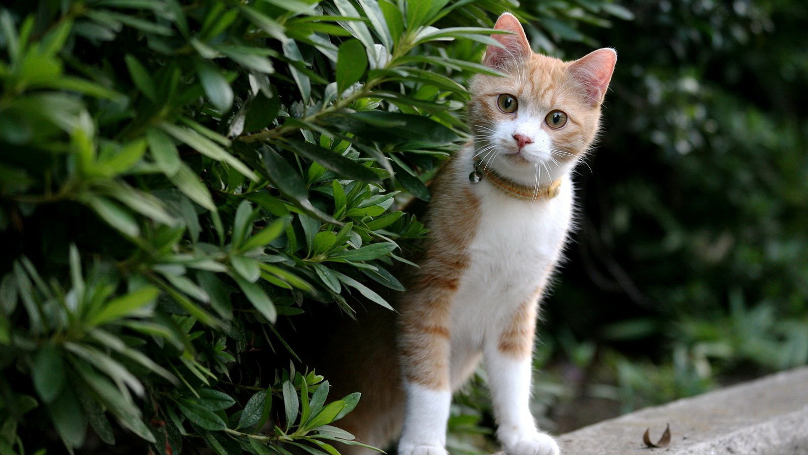 Рыжий котенок