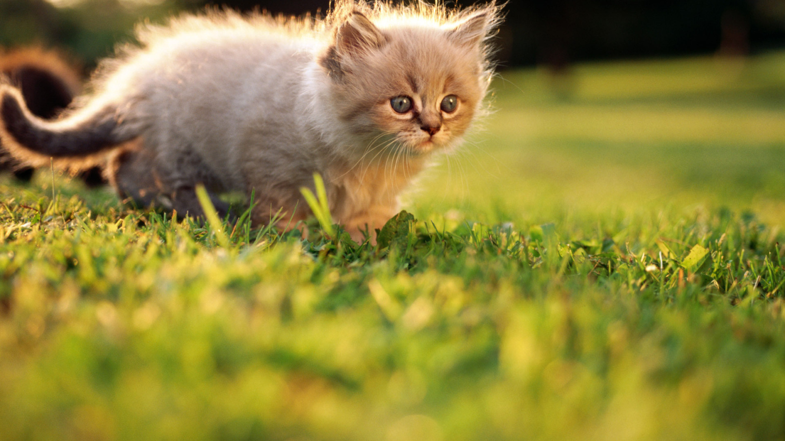 Маленький котенок