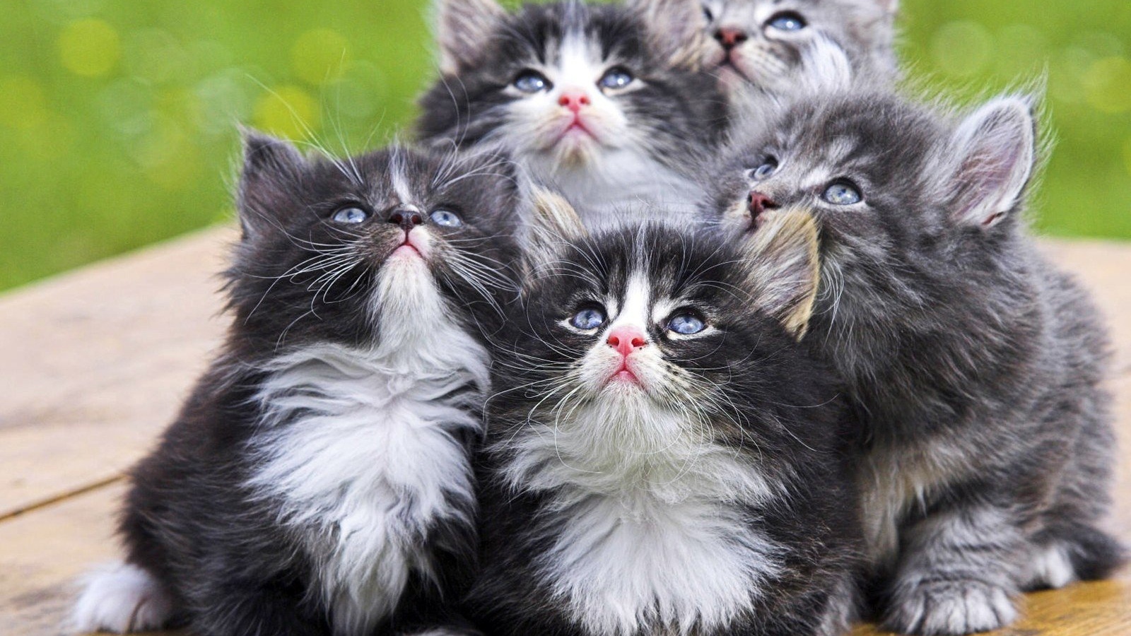 Симпатичные котята