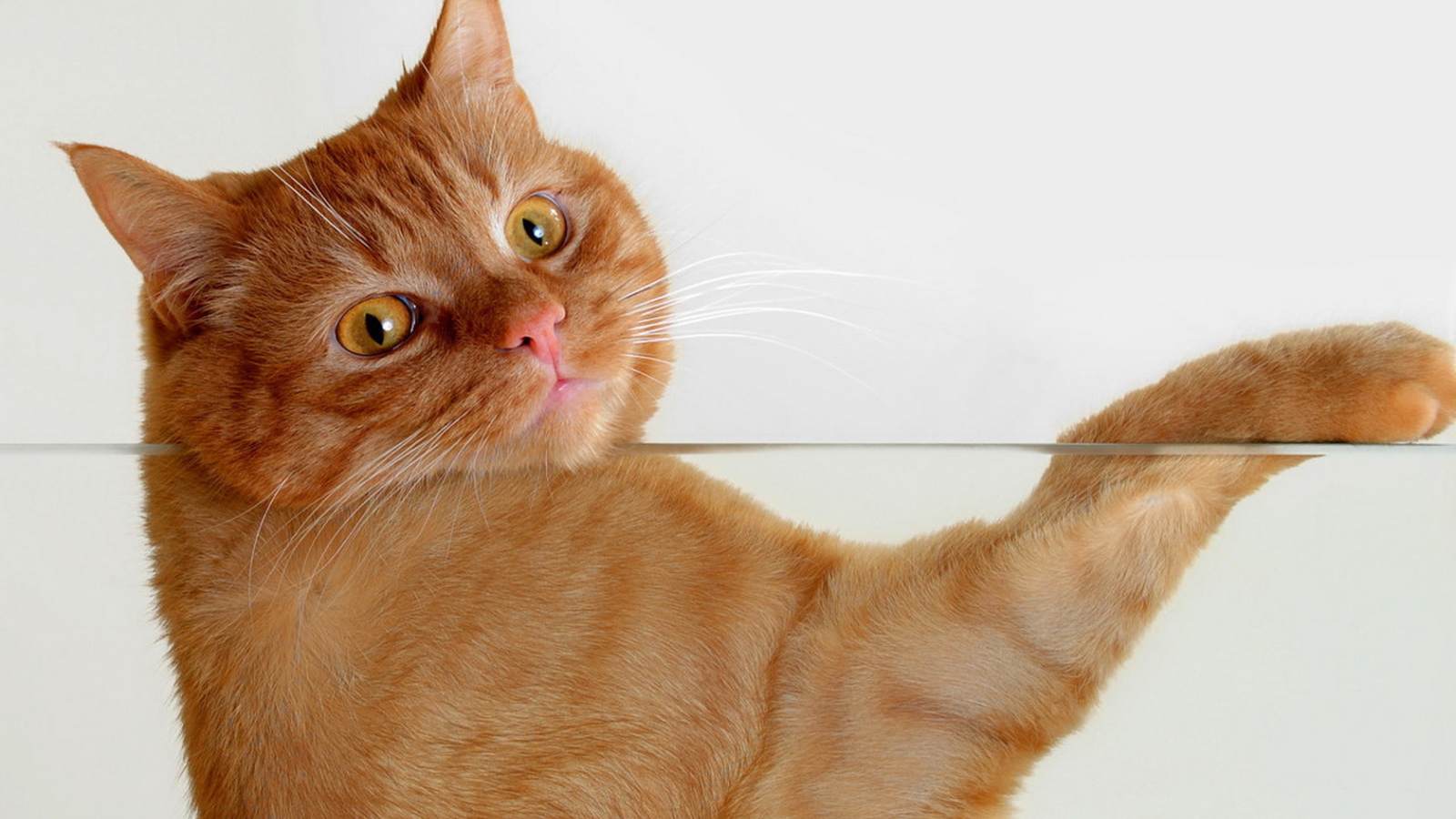 Рыжий кот