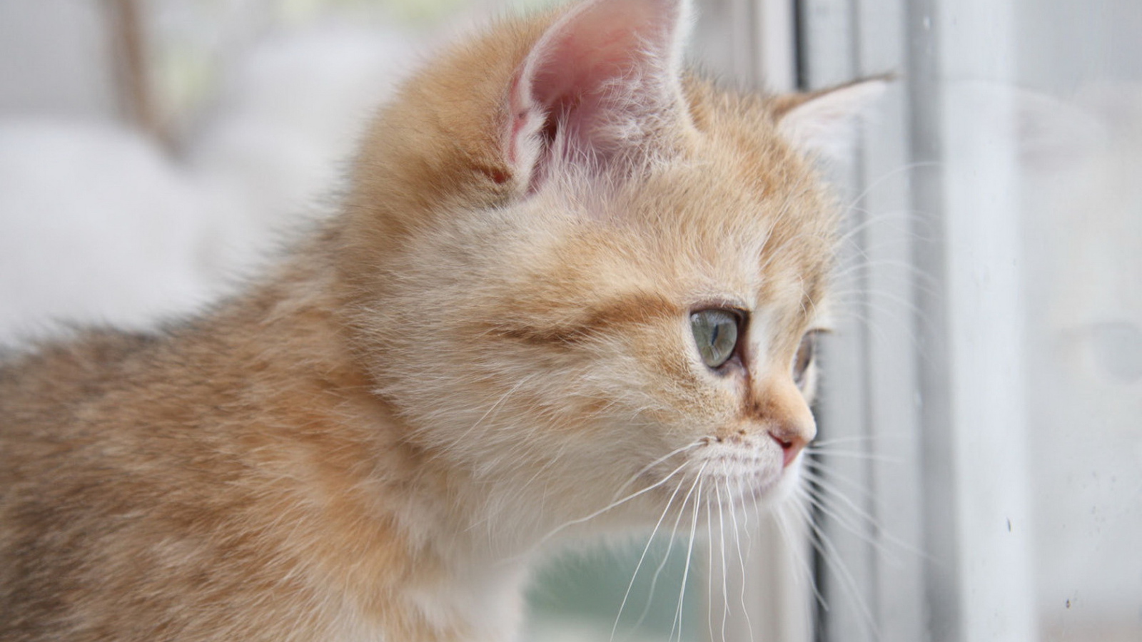 Рыжий котенок