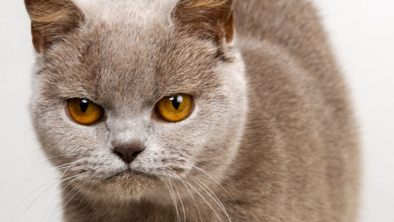 Унылый котик