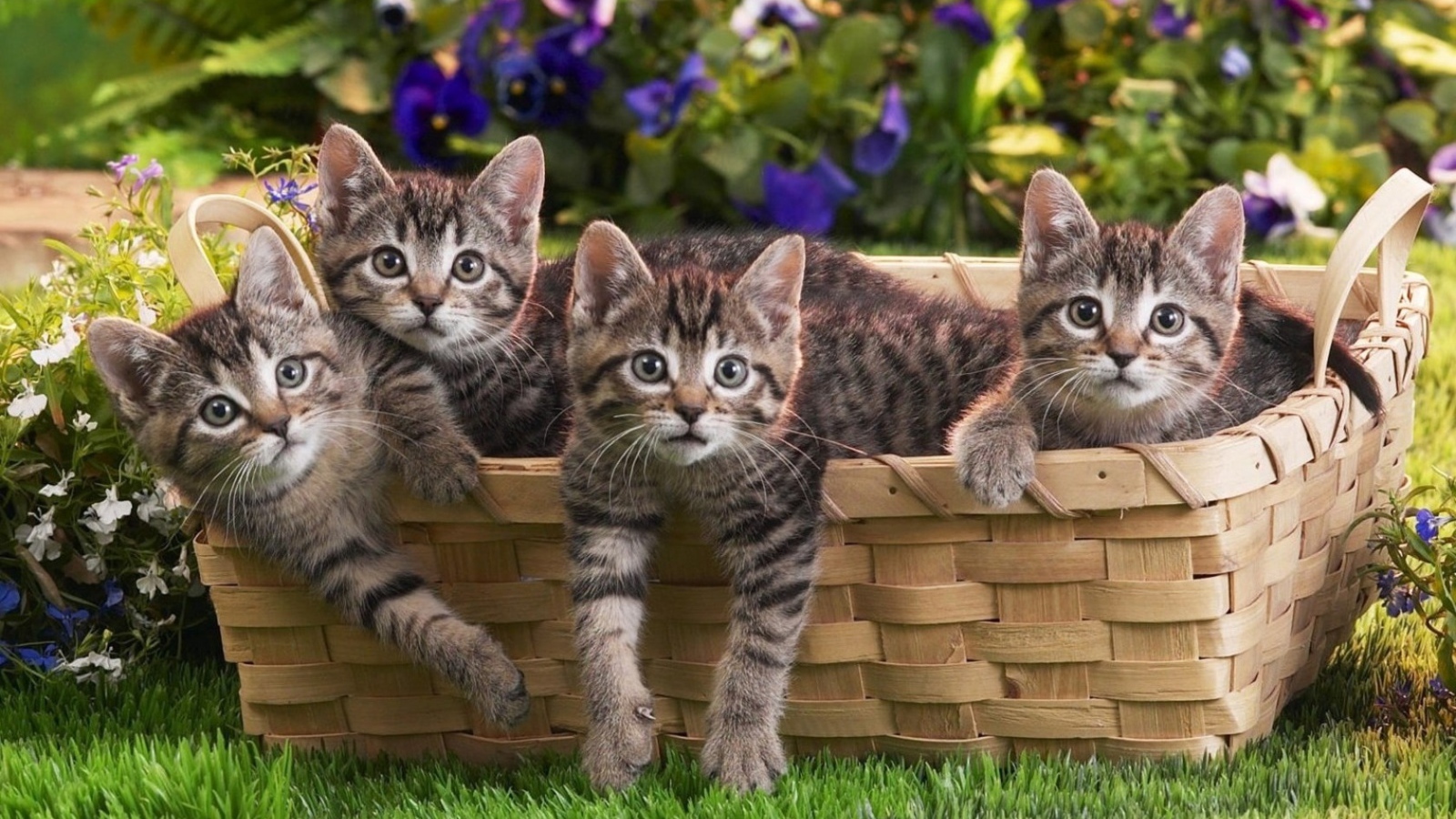 Котята в корзине