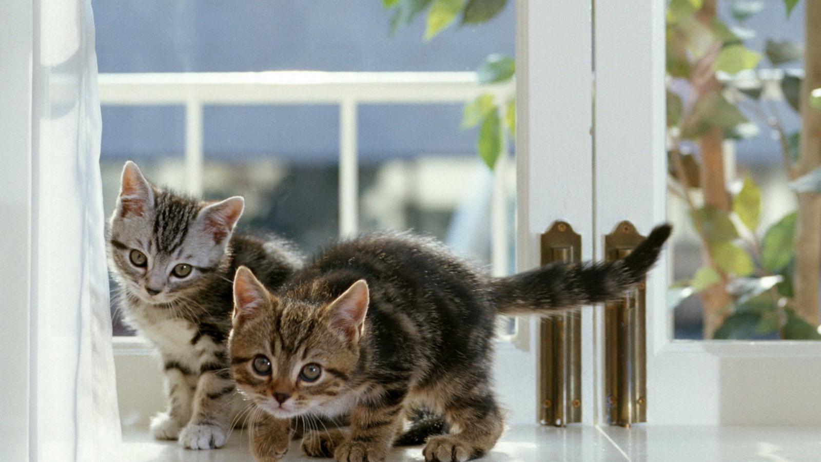 Котята на окне