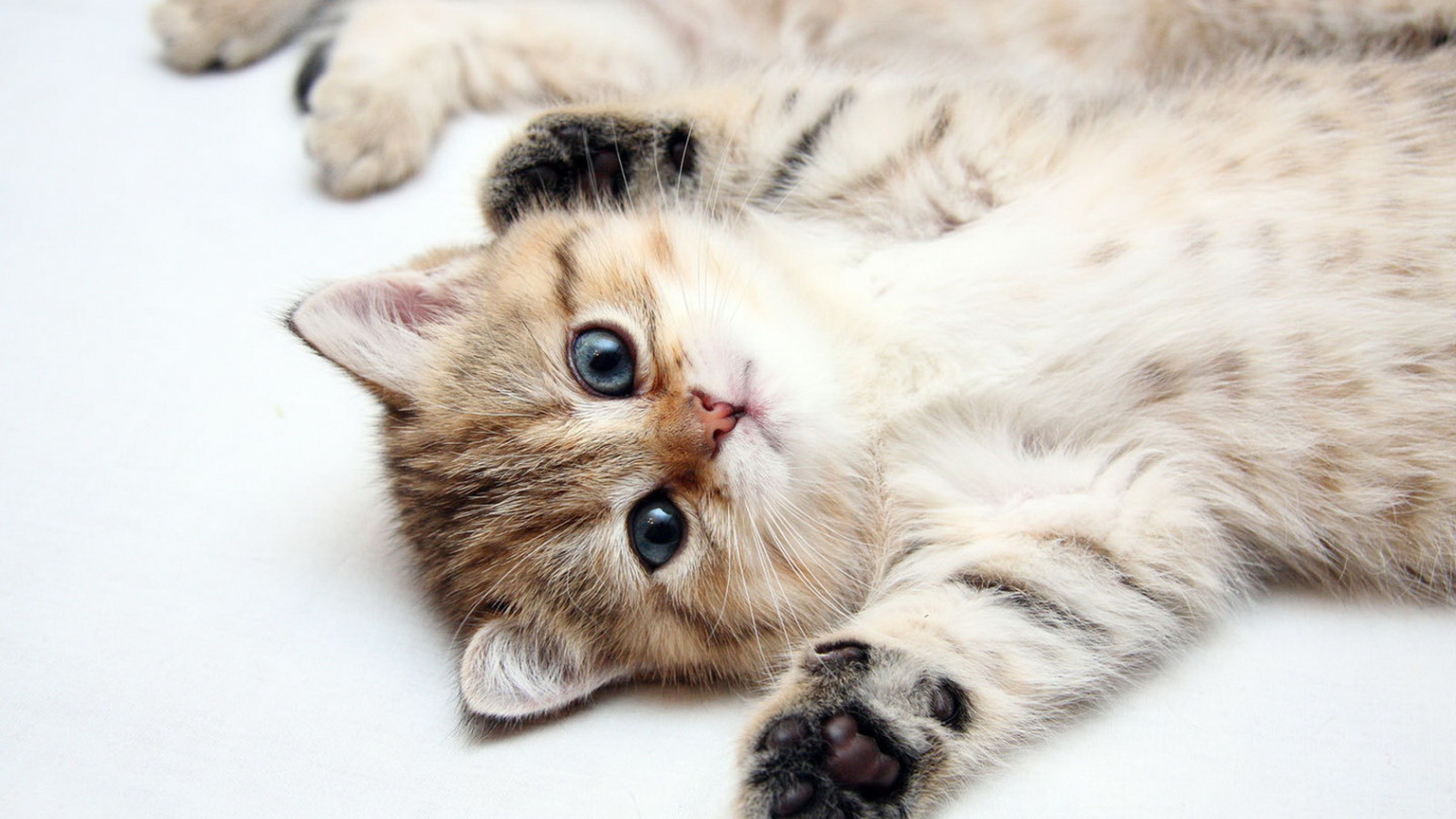 Развалившийся котенок