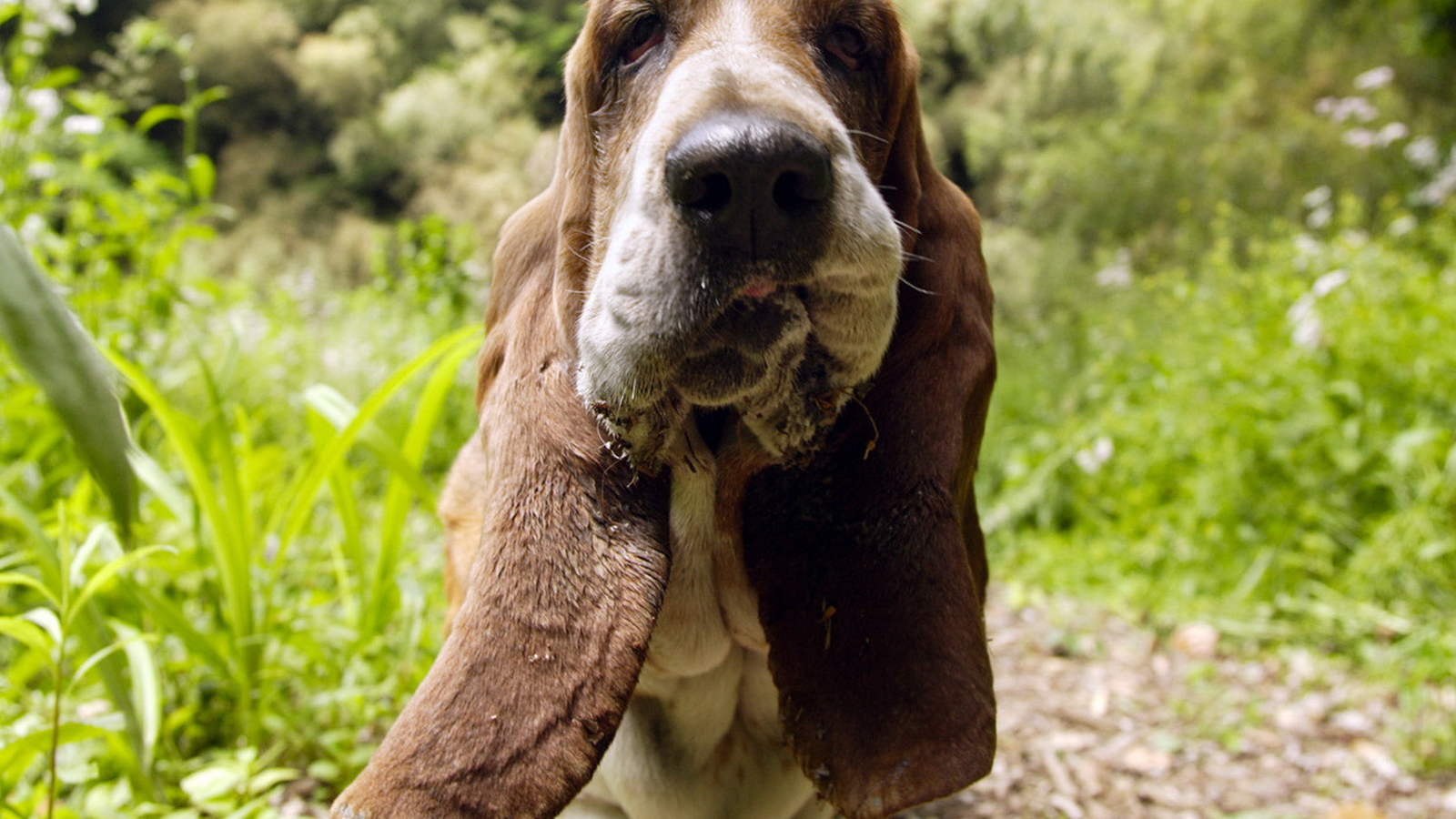 Бассет-хаунд