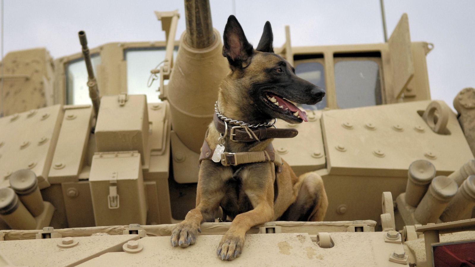 Собака на войне