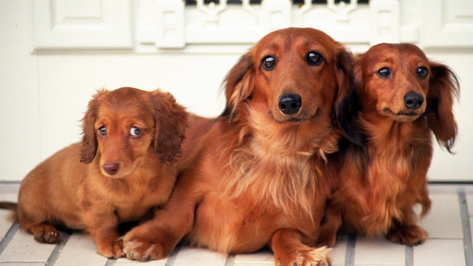 Семейство такс