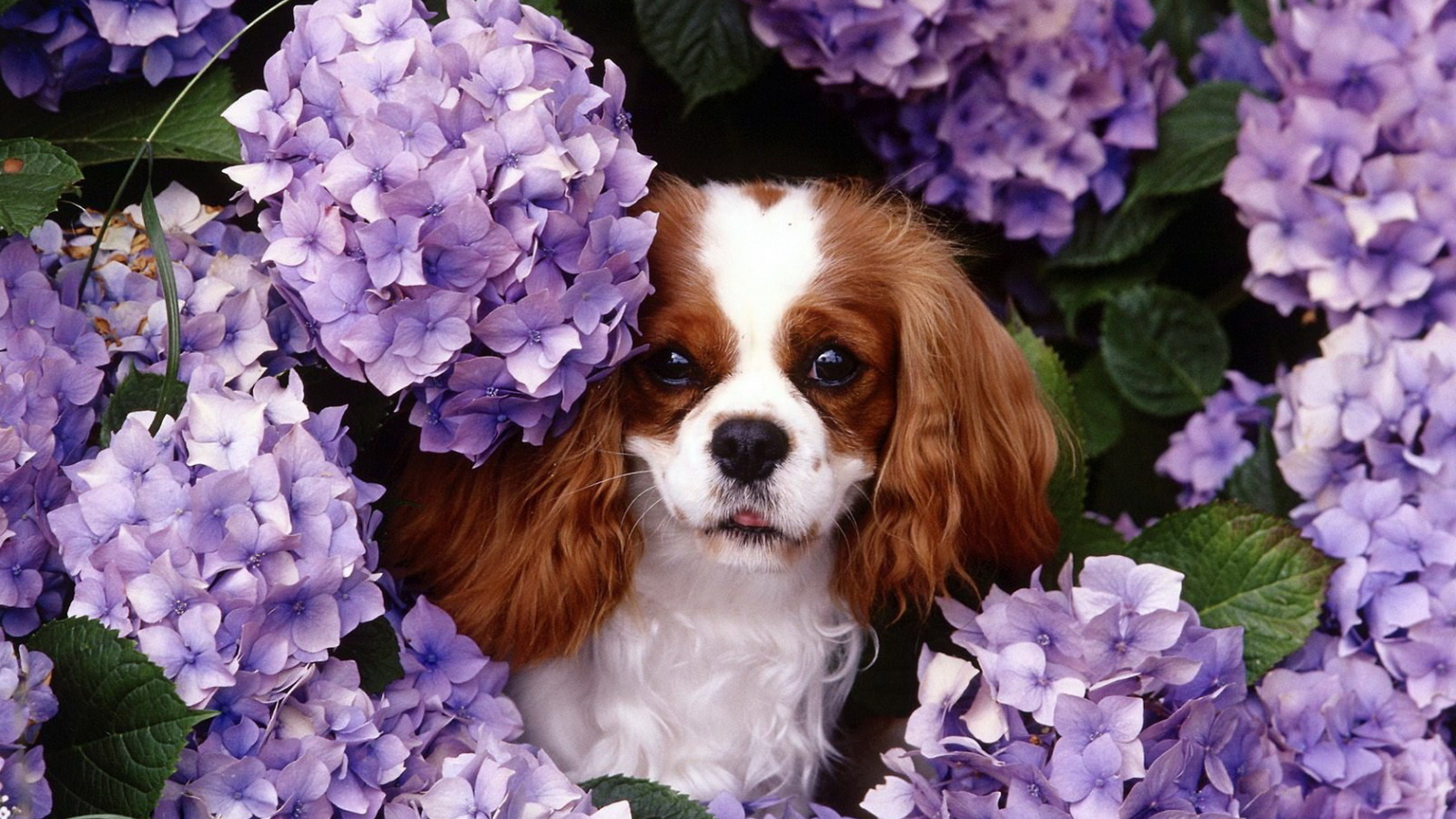 Японские хины