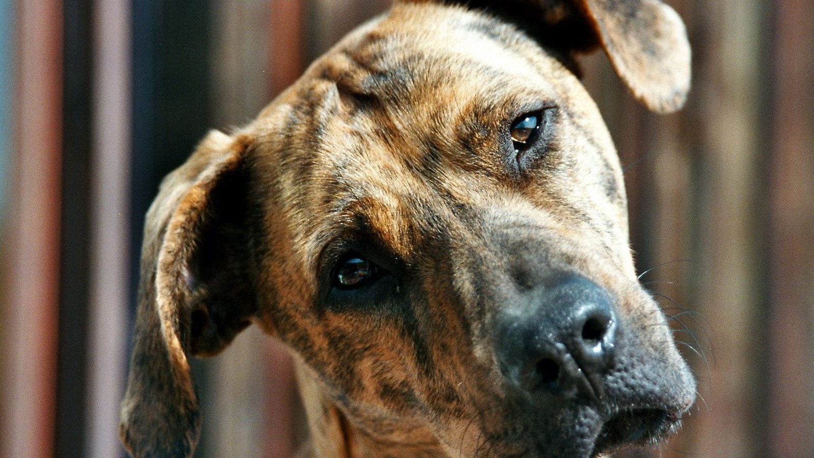 Пит-бультерьер