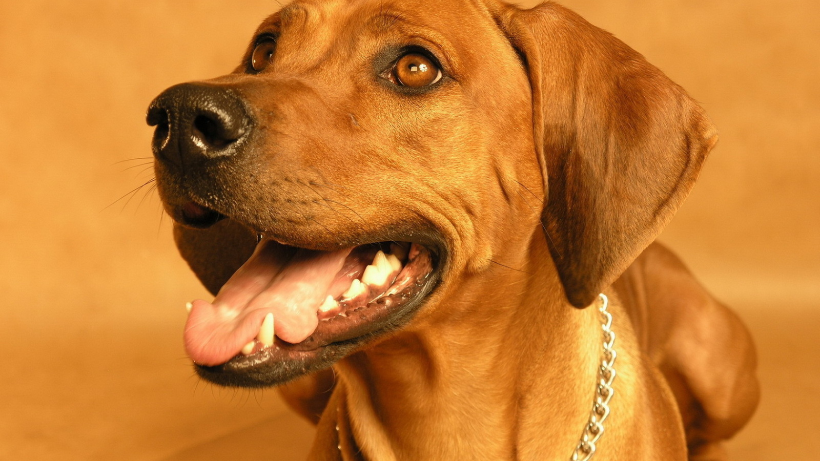 Родезийский риджбек