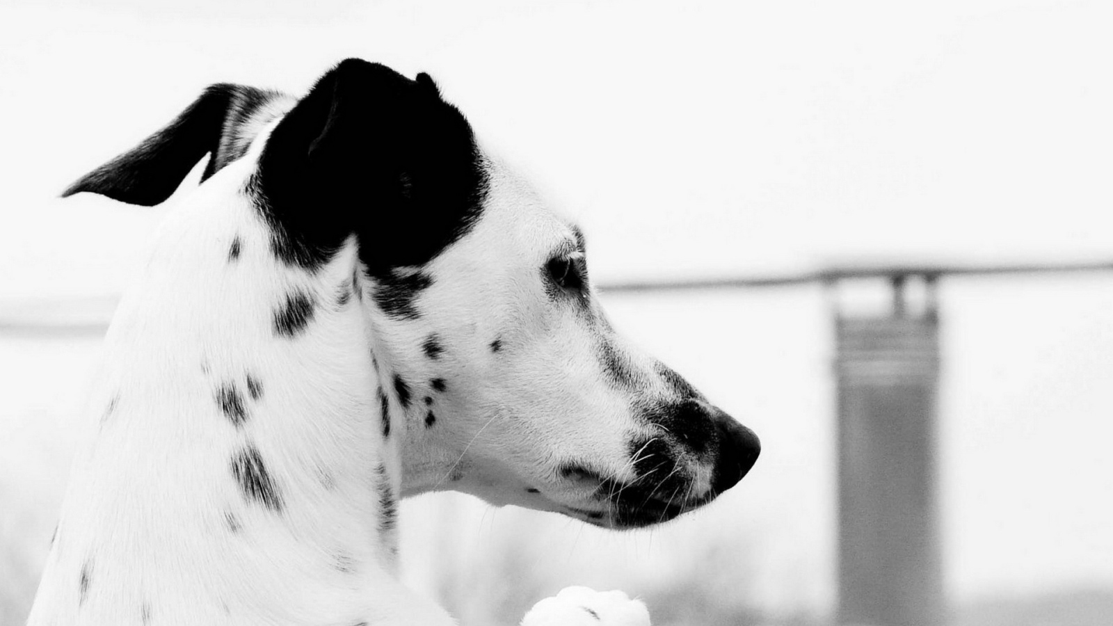 Пятнистый пес