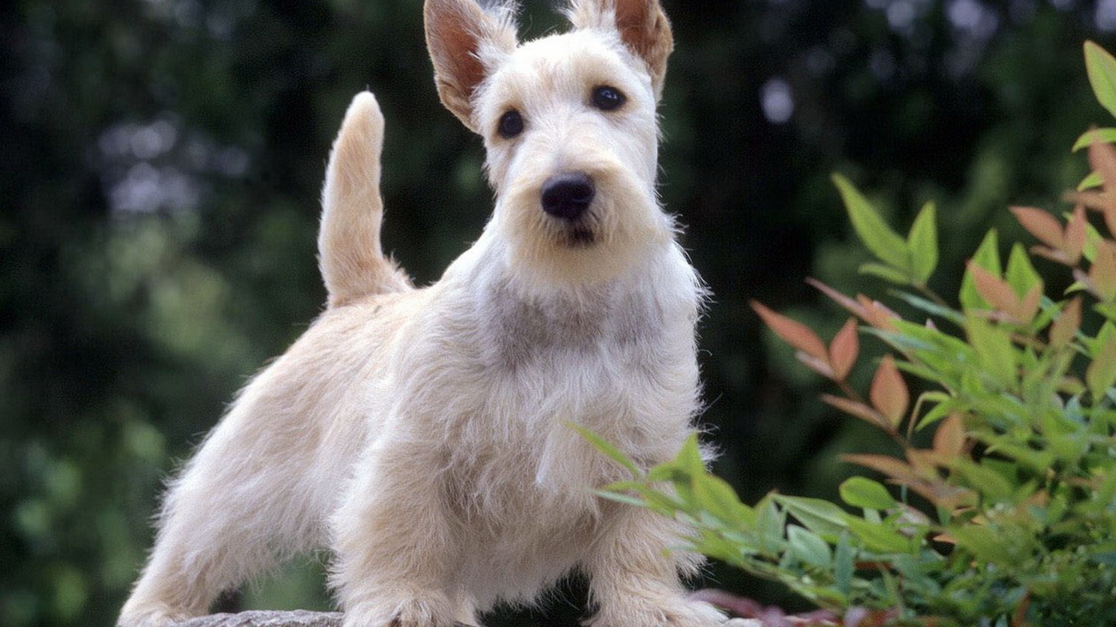 Вест-хайленд-уайт-терьер