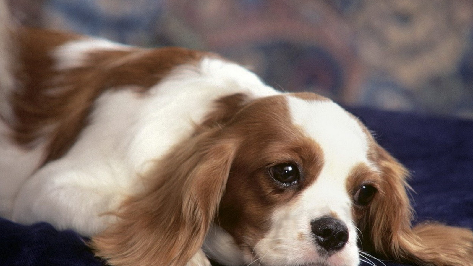 задумчивый Японский хин