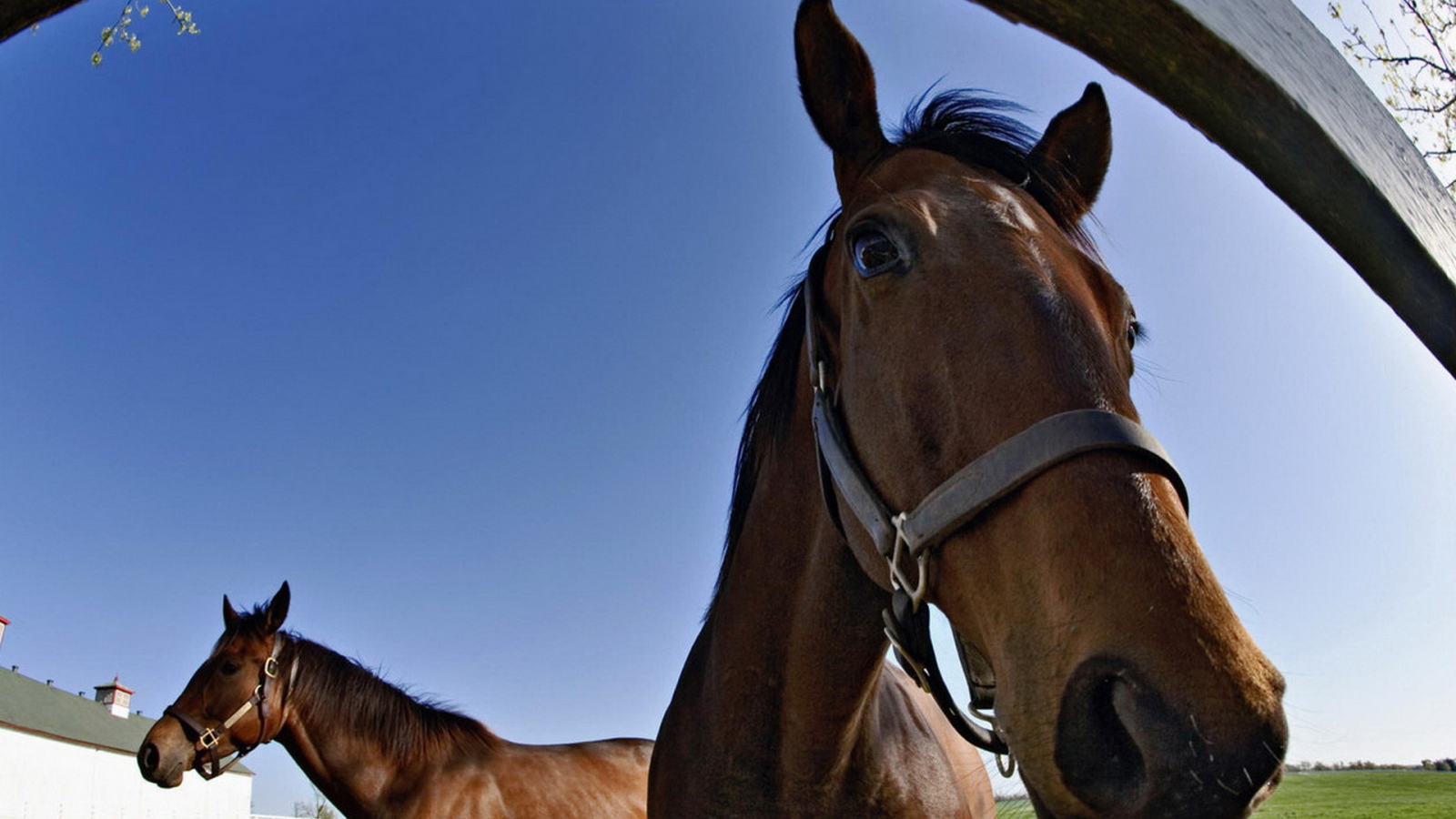 Лошадки на конюшне