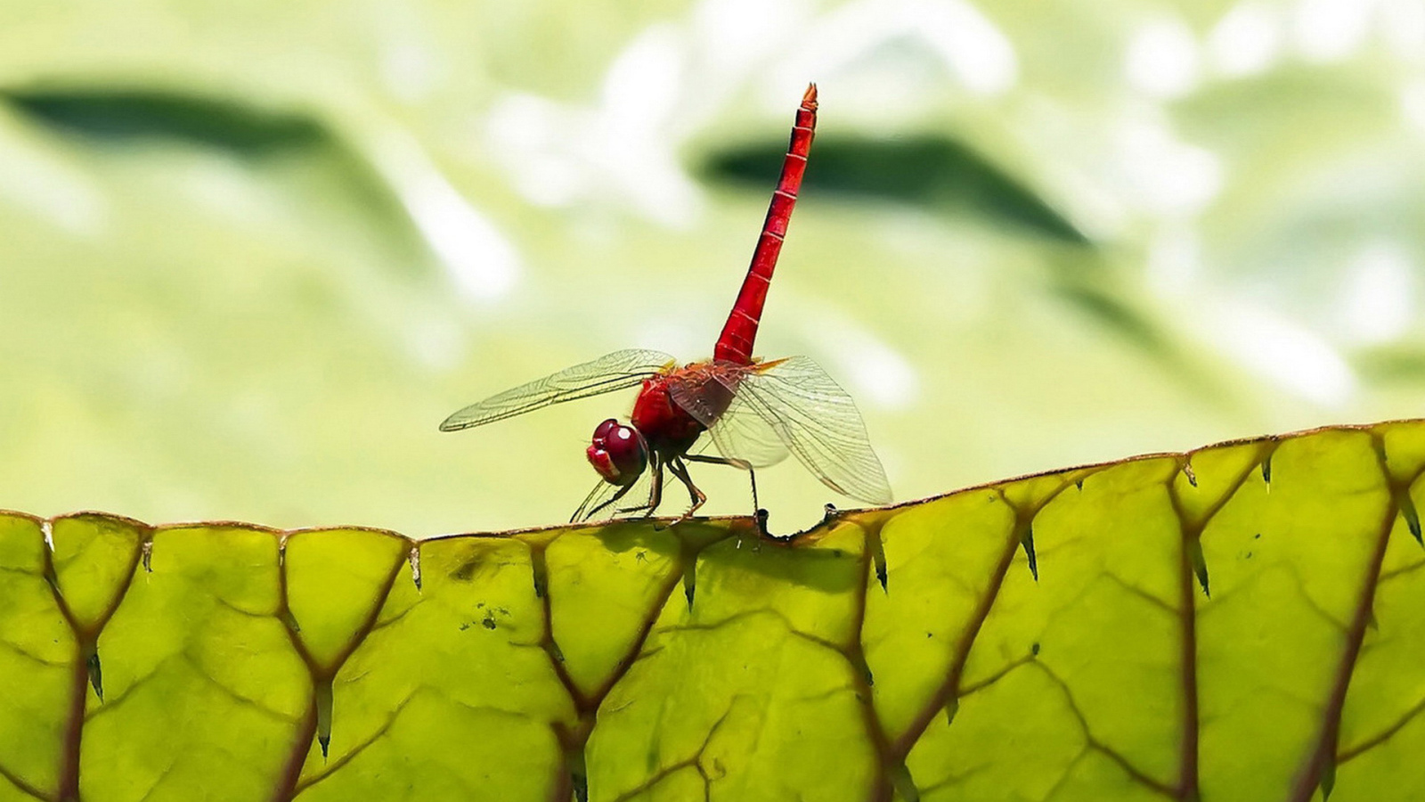 Стрекоза на листьях