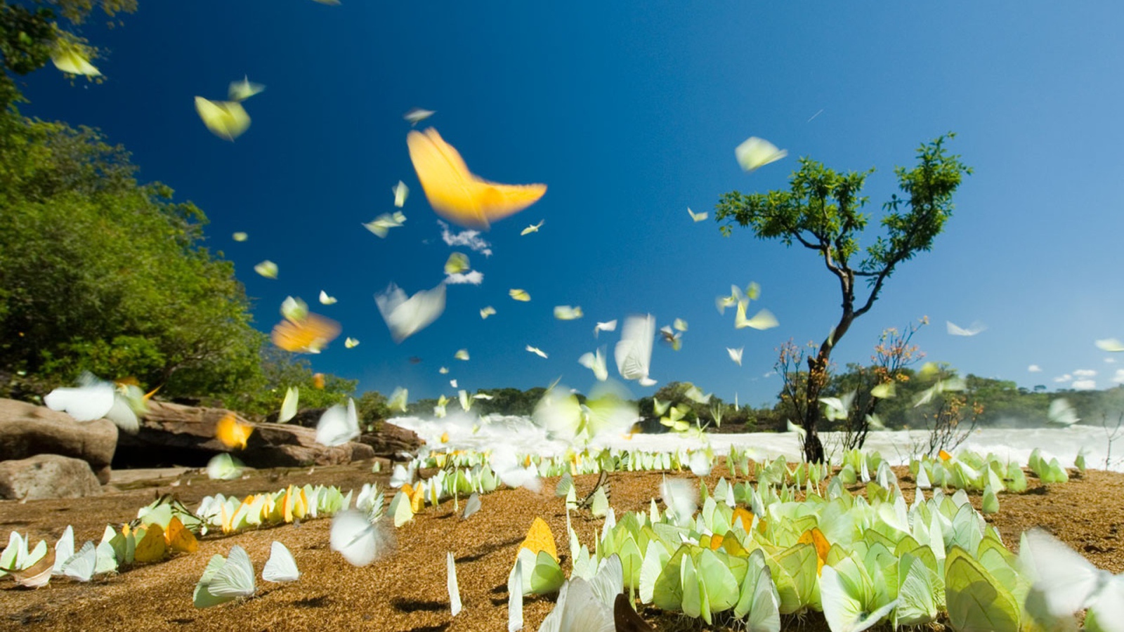 Летние бабочки