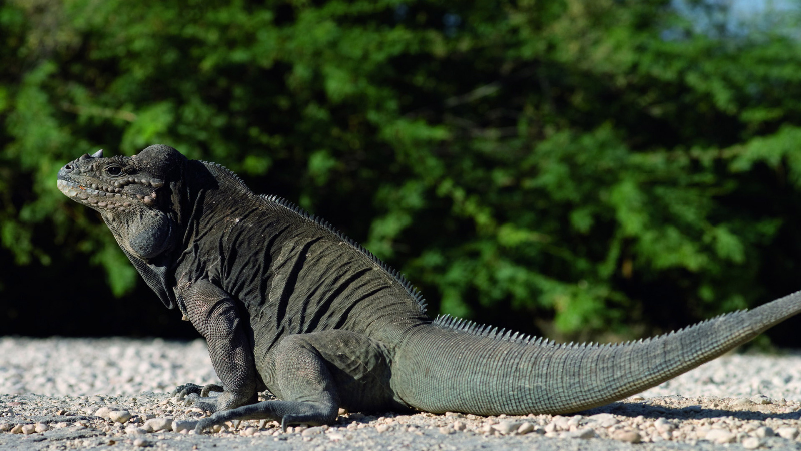 Большой ящер