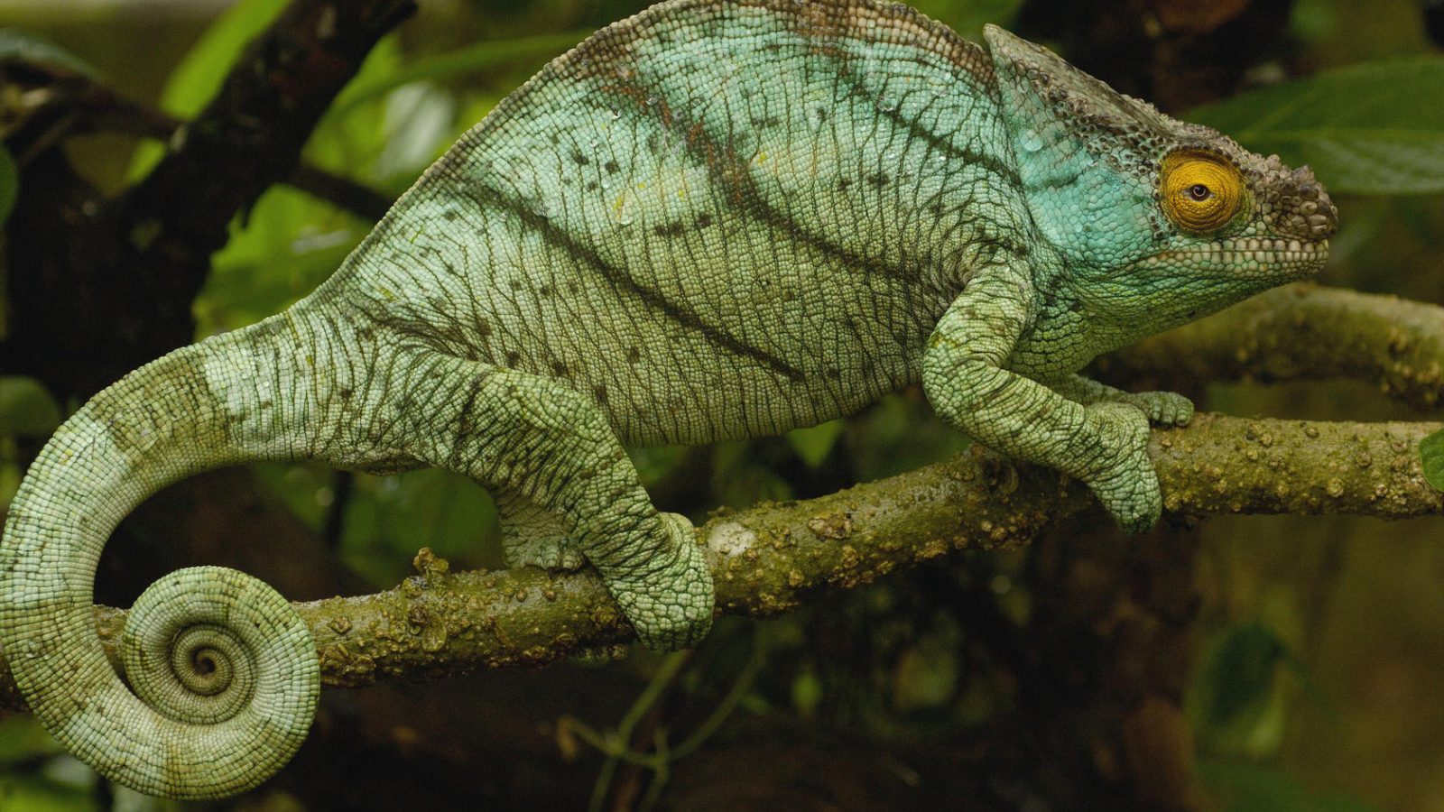 Хамелеон на ветке