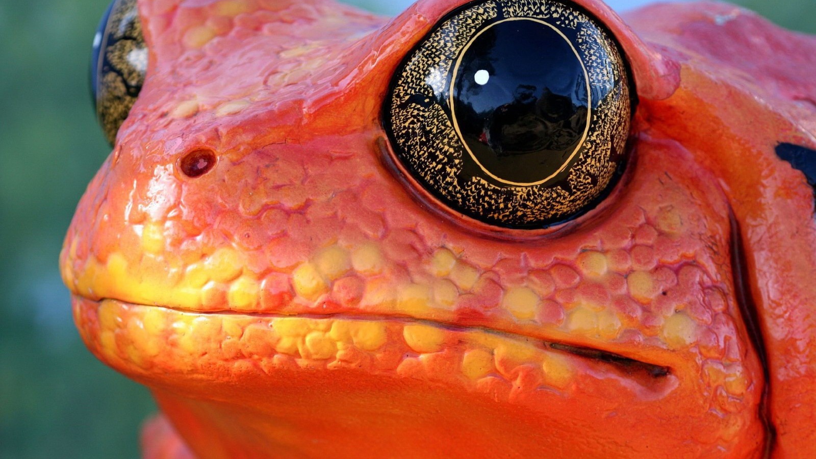 Красная лягушка