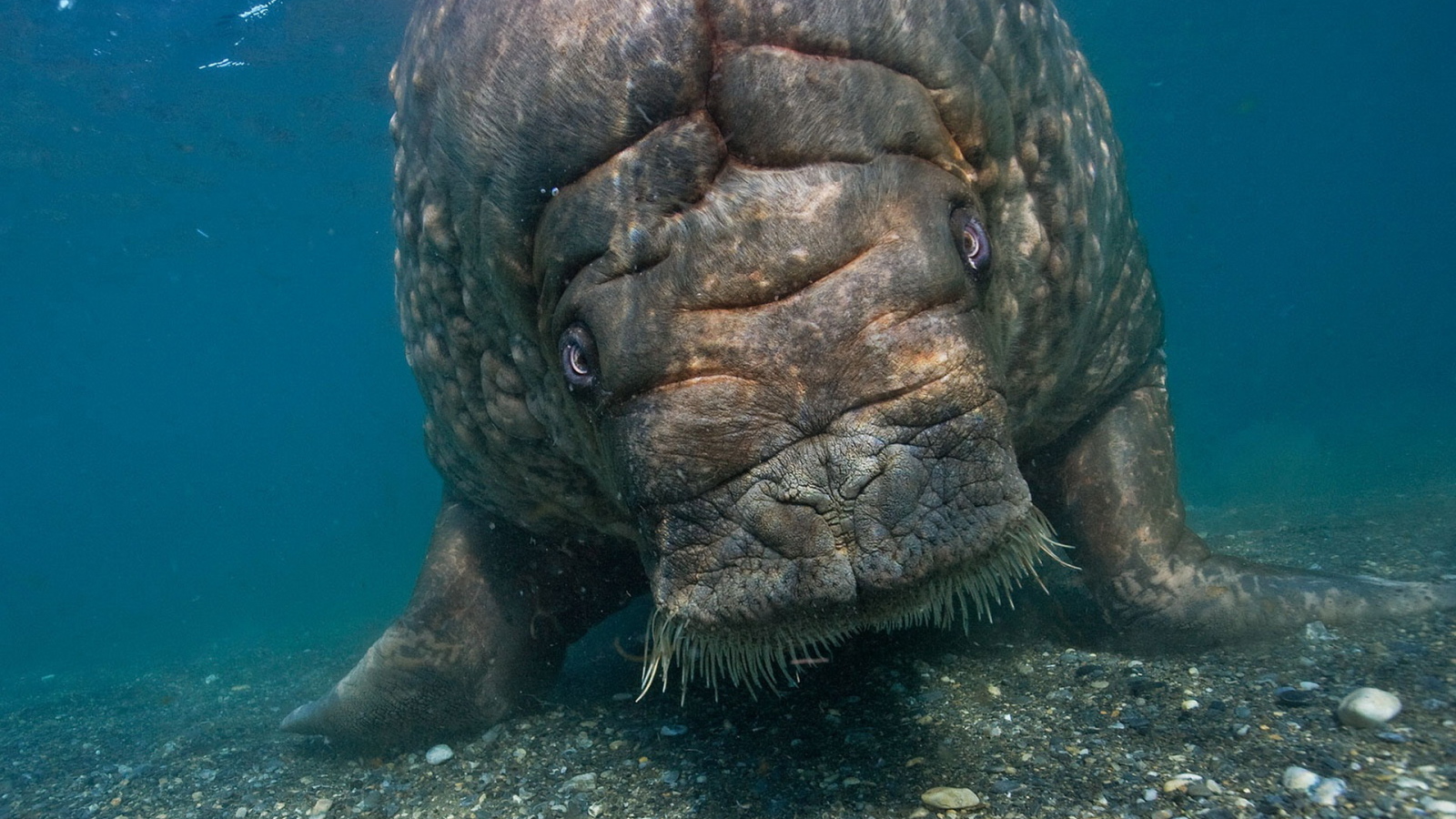 Морская корова