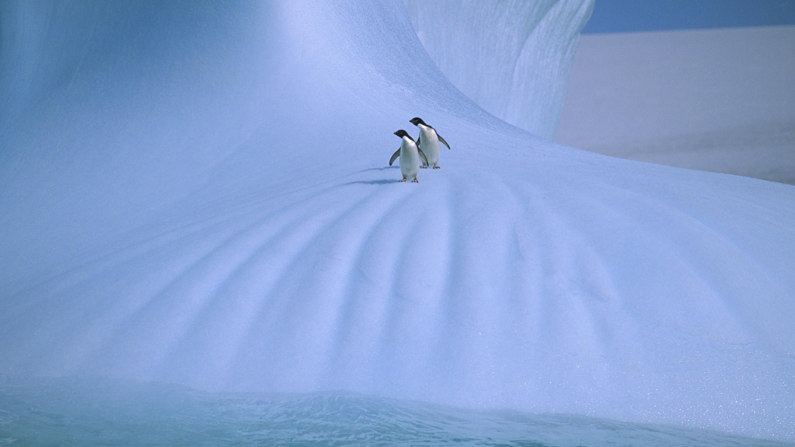 Пингвины на льдине