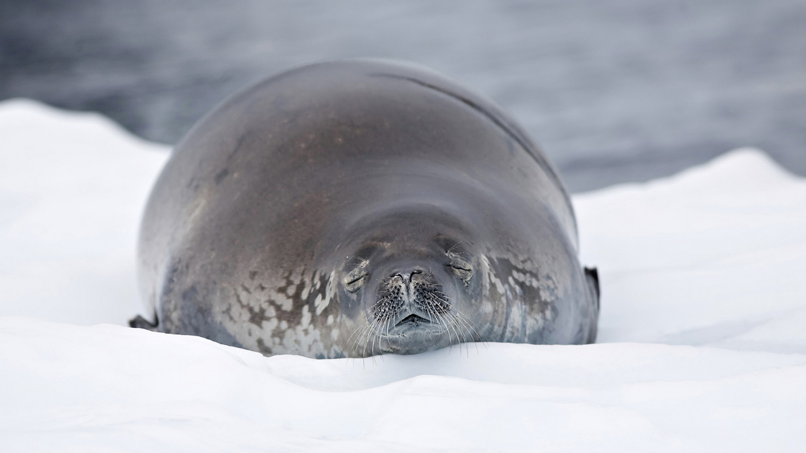 Морской лев