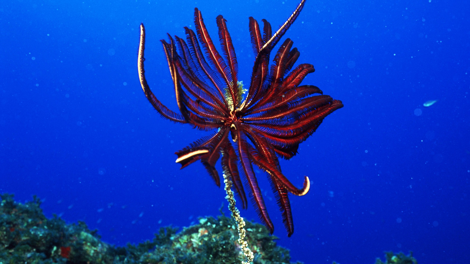 Подводный мир Красного моря