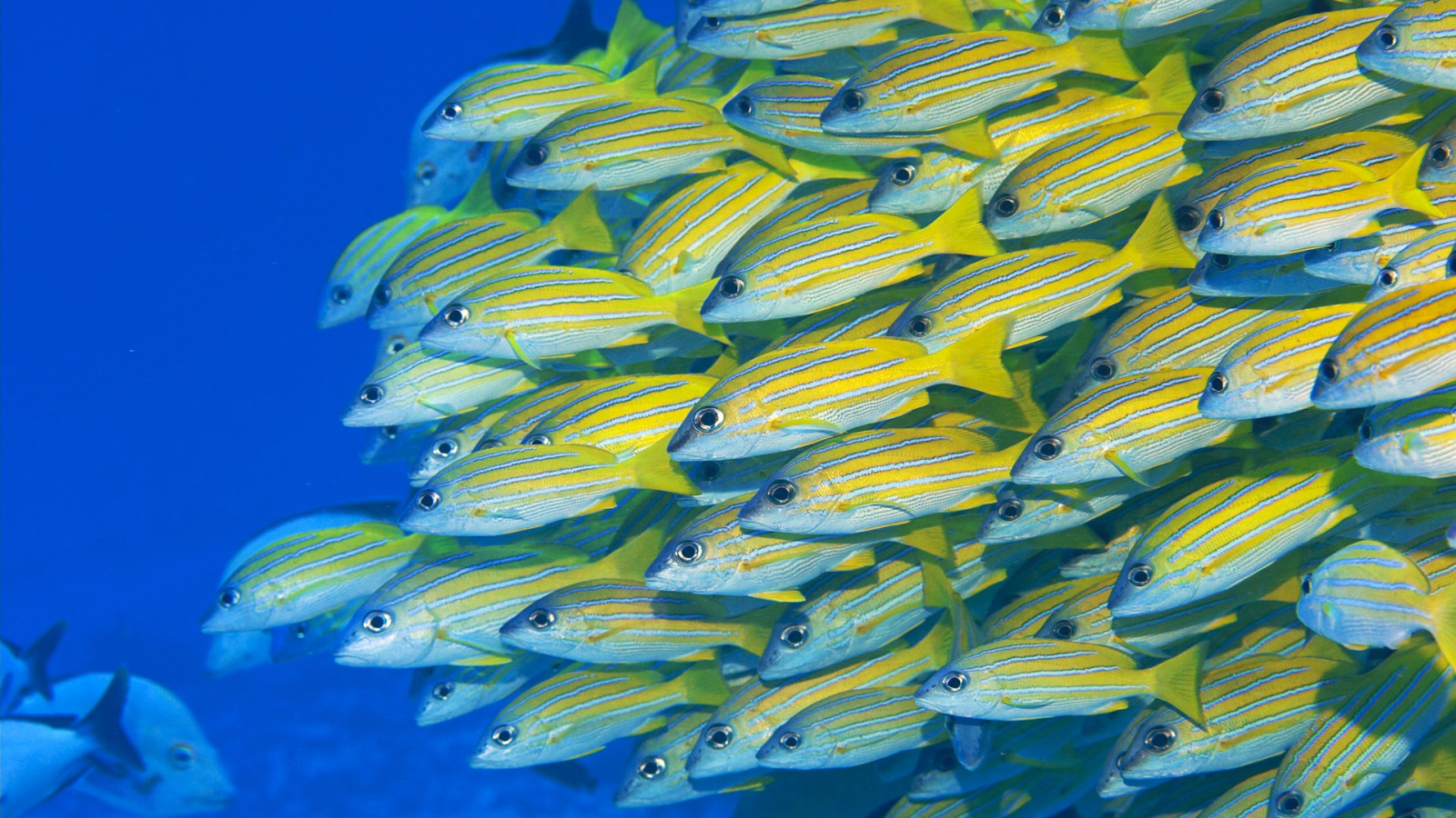 Желтые рыбки