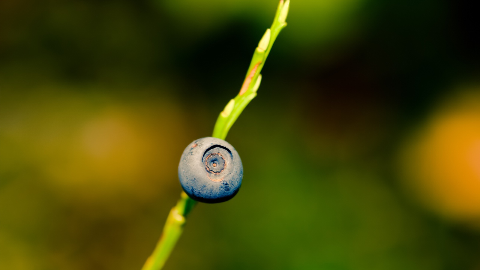 Ягода черника