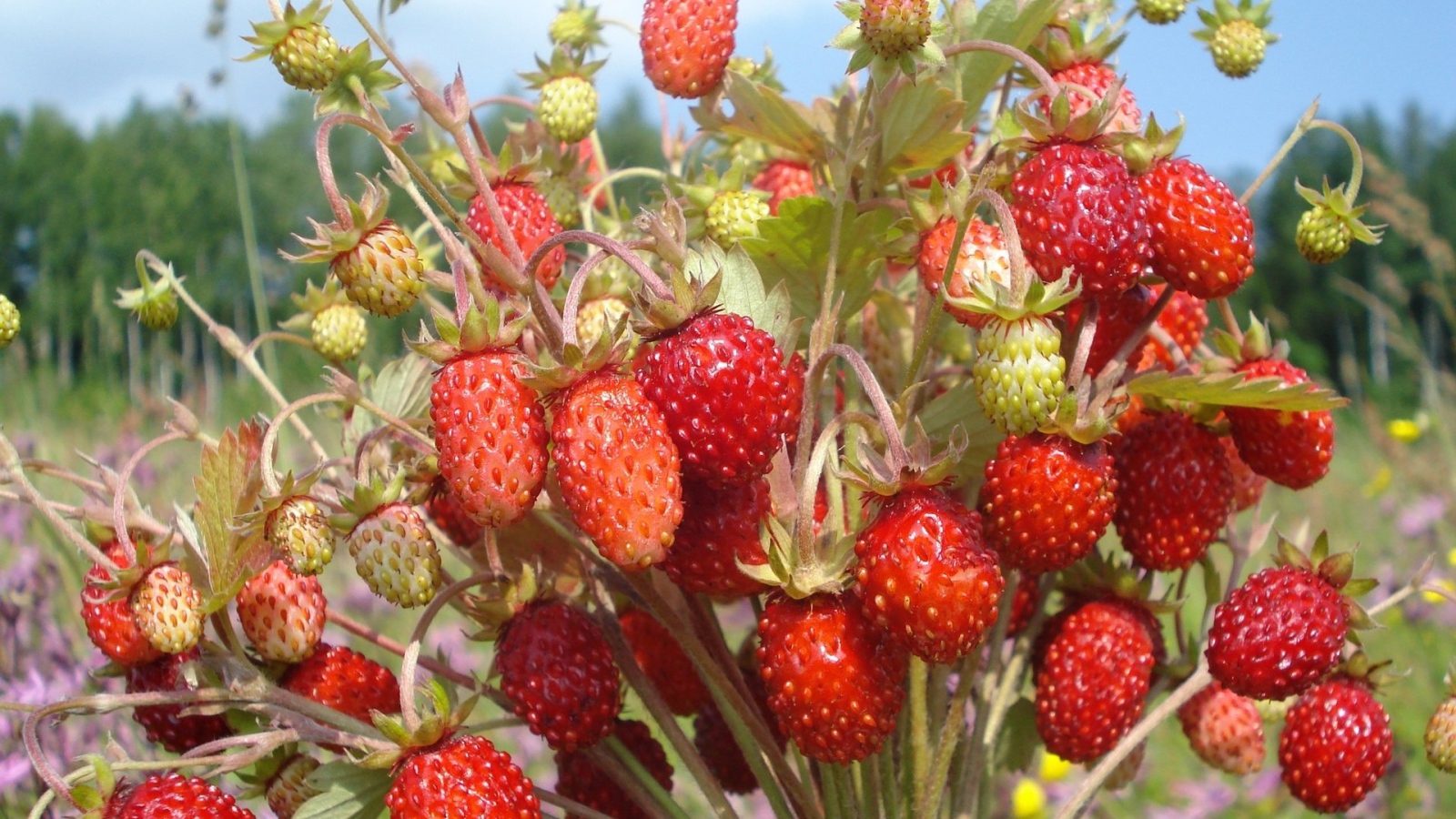 Пучок земляники