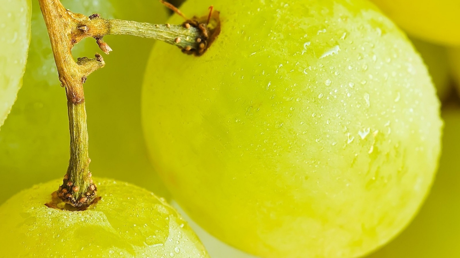 Виноград на веточке