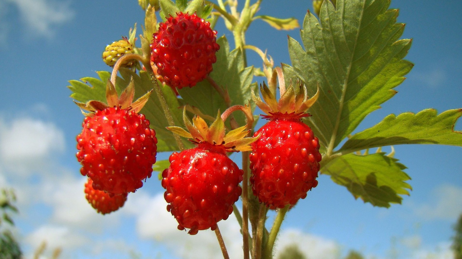 Земляничка