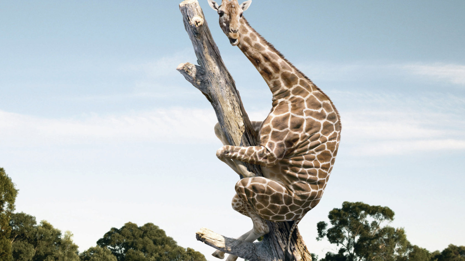 Испугавшийся жираф